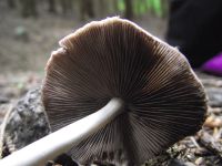 Behangener Faserling